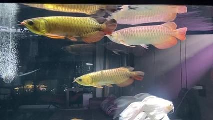 博士龍魚缸官網，博士龍魚缸價格走勢