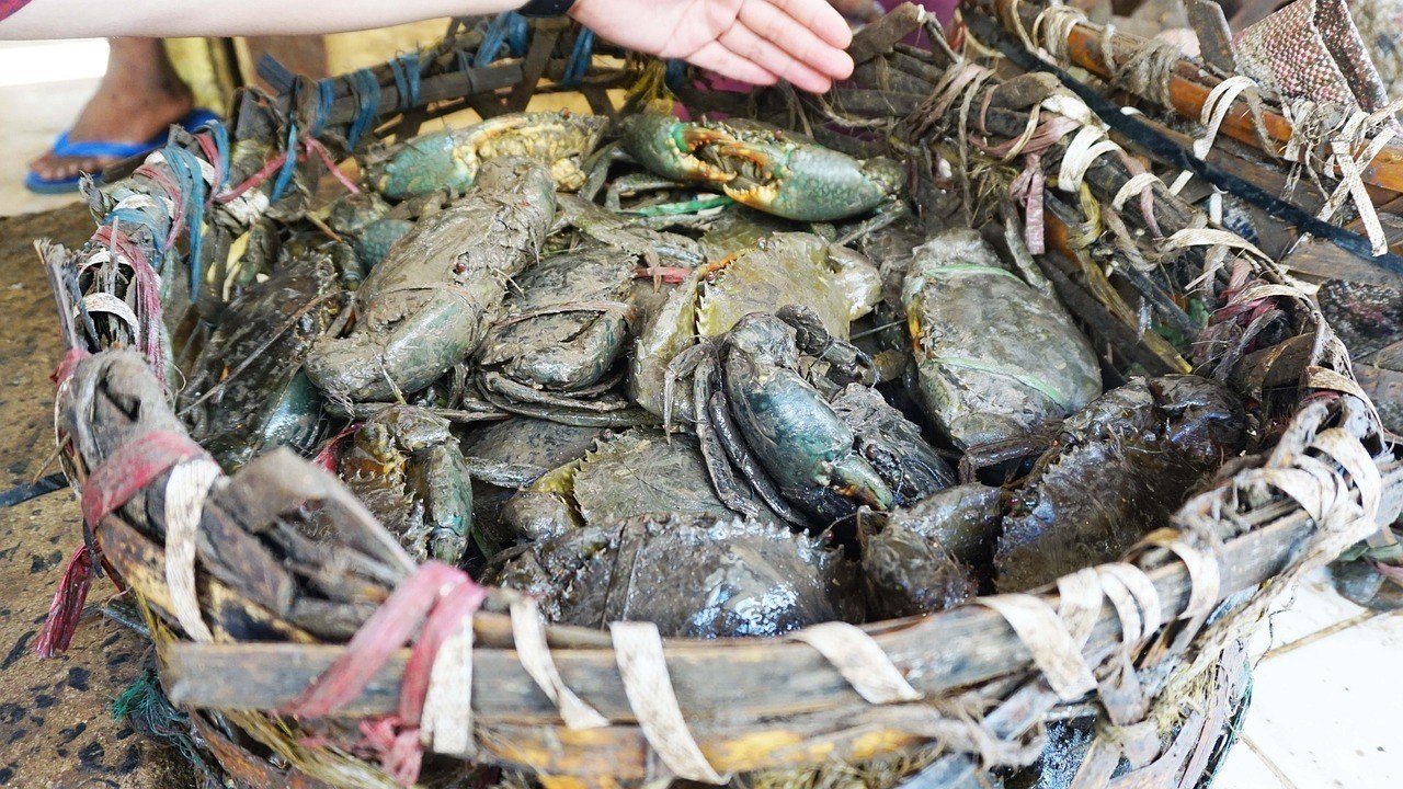 金龍魚銷售渠道