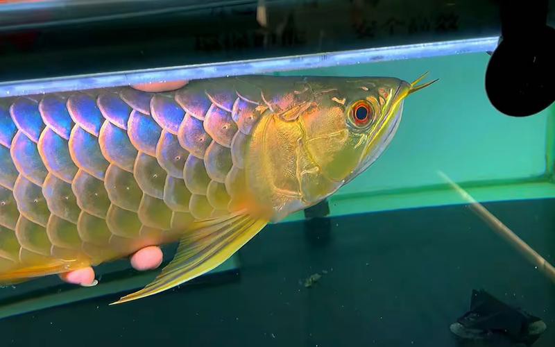 20公分的金龍魚怎么看過背的圖片