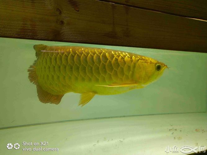 20公分的金龍魚怎么看過背的圖片