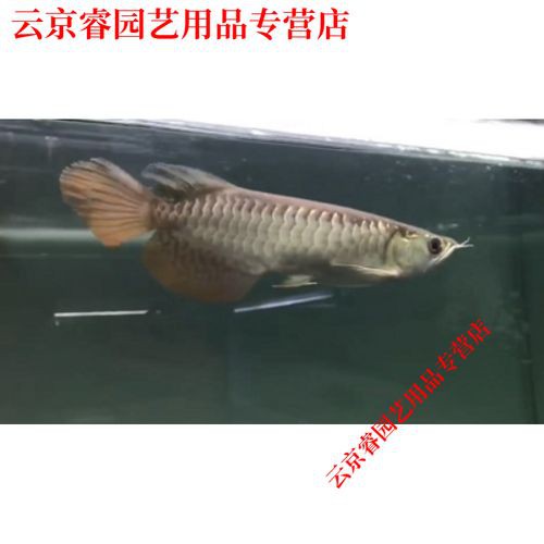 20公分的金龍魚怎么看過背的圖片
