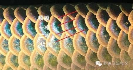 龍魚鱗片邊緣出現缺口能恢復嗎：龍魚鱗片邊緣出現缺口能否恢復取決于具體原因和程度