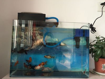 怎樣查龍魚的證書號碼
