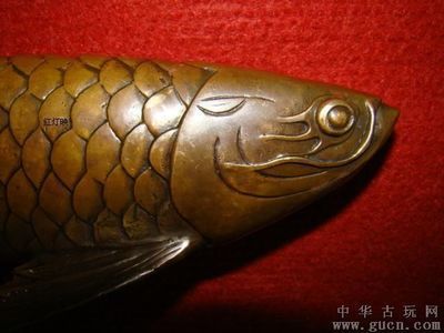 拍賣最貴的金龍魚是什么：拍賣最貴的金龍魚是什么？