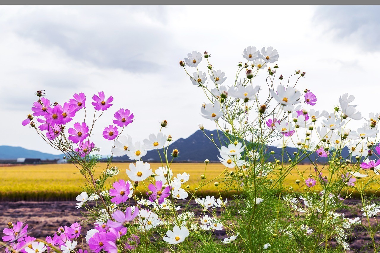壽光市稻田鎮孚星花卉銷售中心（壽光市稻田鎮孚星花卉銷售中心電話）