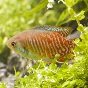 黃曼龍魚身體發紅怎么辦：黃曼龍魚身體發紅怎么辦黃曼龍魚身體發紅怎么辦