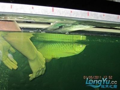 龍魚(yú)01：飼養(yǎng)龍魚(yú)需要提供合理的環(huán)境、合理的飲食和良好的健康管理