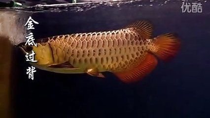 龍魚(yú)01：飼養(yǎng)龍魚(yú)需要提供合理的環(huán)境、合理的飲食和良好的健康管理