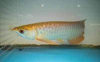 怎么能讓龍魚胃口變大：如何判斷龍魚健康狀況，龍魚適宜的水質管理，提高龍魚免疫力的方法