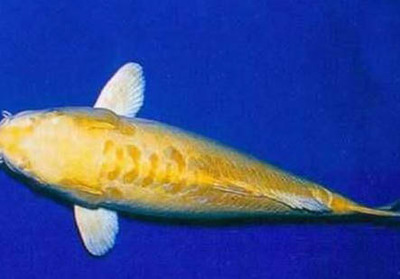 武漢魚缸定制在哪里做的最好（ 武漢魚缸批發市場在哪里）