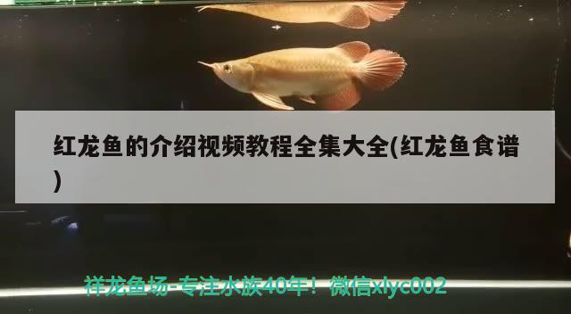 水族館豐富多樣的展覽環(huán)境保護(hù)與可持續(xù)發(fā)展（臨汾堯都區(qū)雙隆水族館：探索海洋奇觀的絕佳去處水族館）