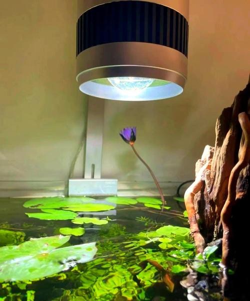 銀龍魚用藍白燈還是三基色燈好呢圖片