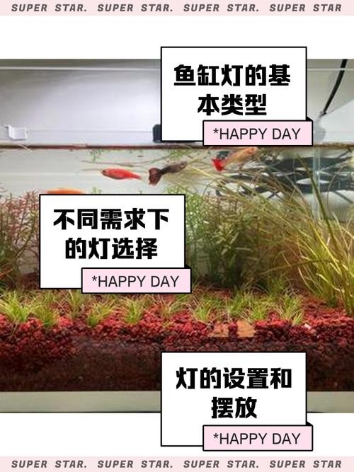 銀龍魚用藍白燈還是三基色燈好呢圖片
