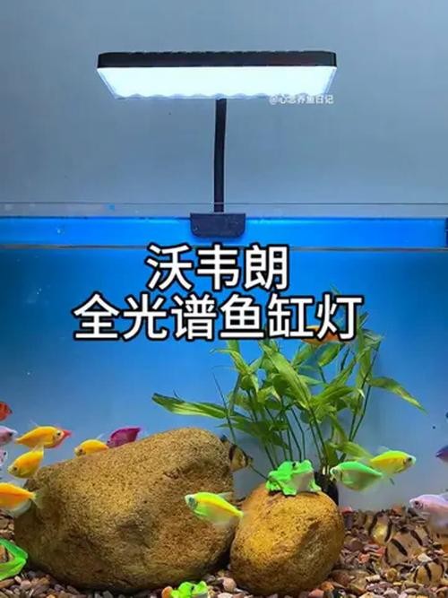 銀龍魚用藍白燈還是三基色燈好呢圖片