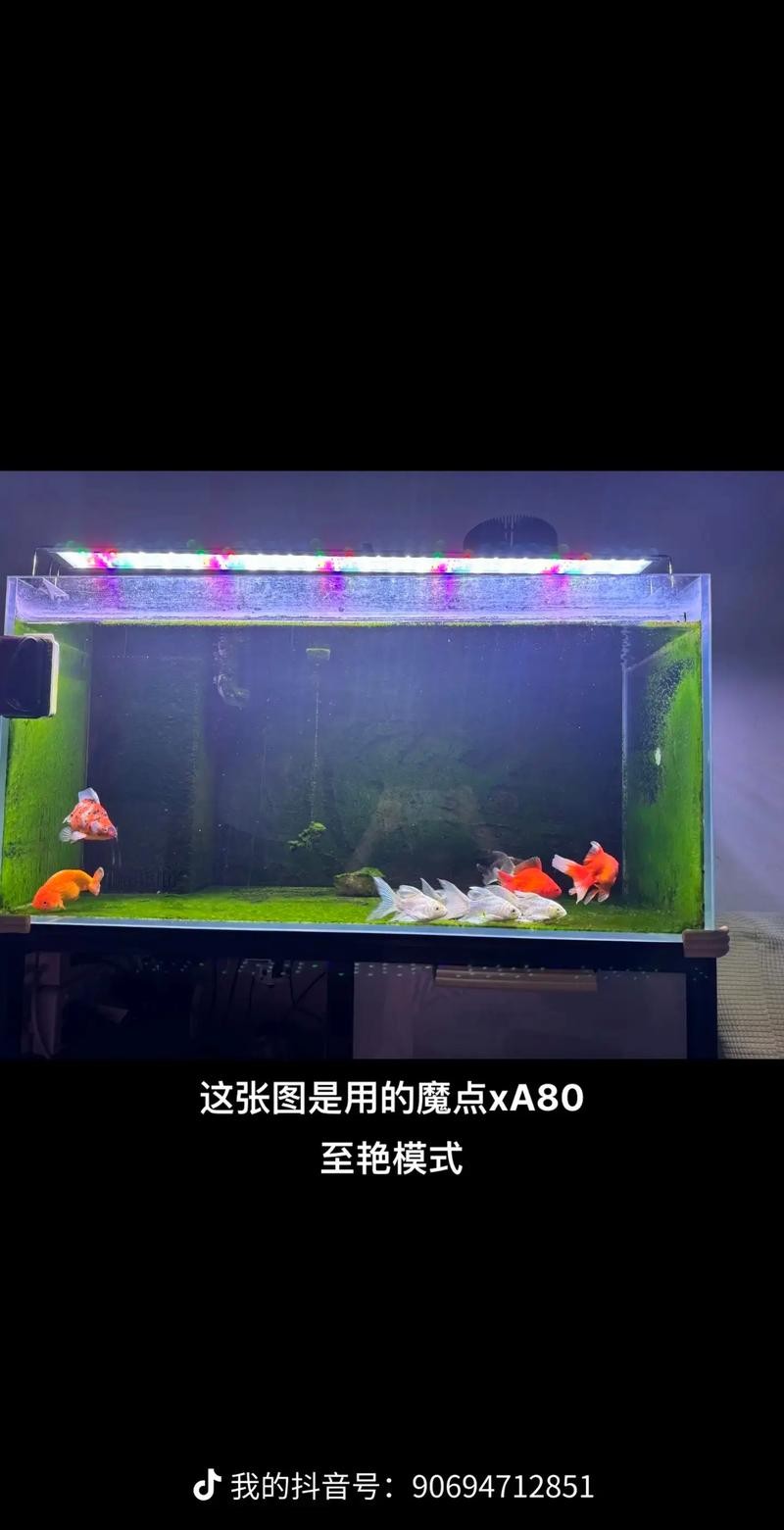 銀龍魚用藍白燈還是三基色燈好呢圖片