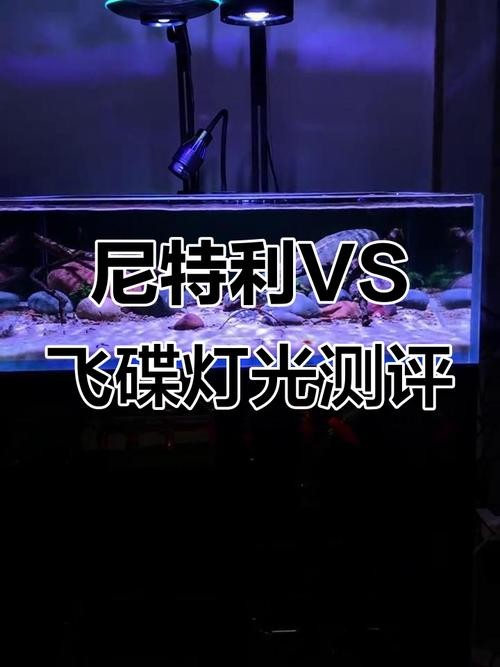 銀龍魚用藍白燈還是三基色燈好呢圖片