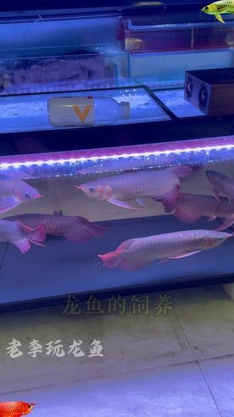 銀龍魚用藍白燈還是三基色燈好呢圖片