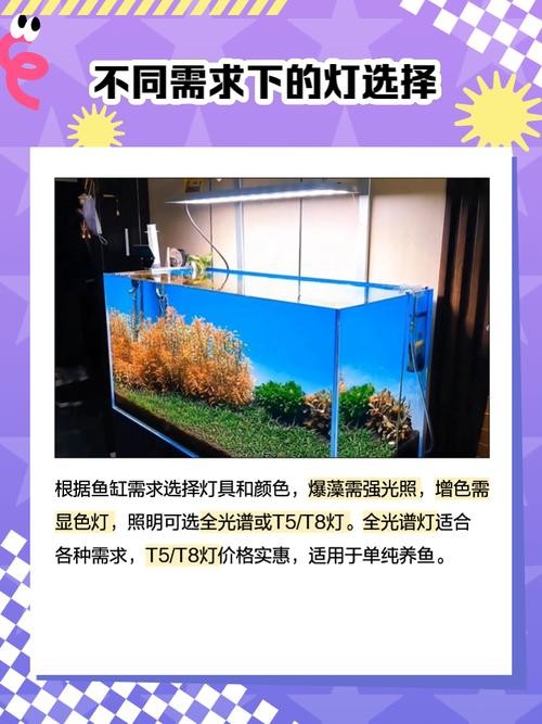 銀龍魚用藍白燈還是三基色燈好呢圖片