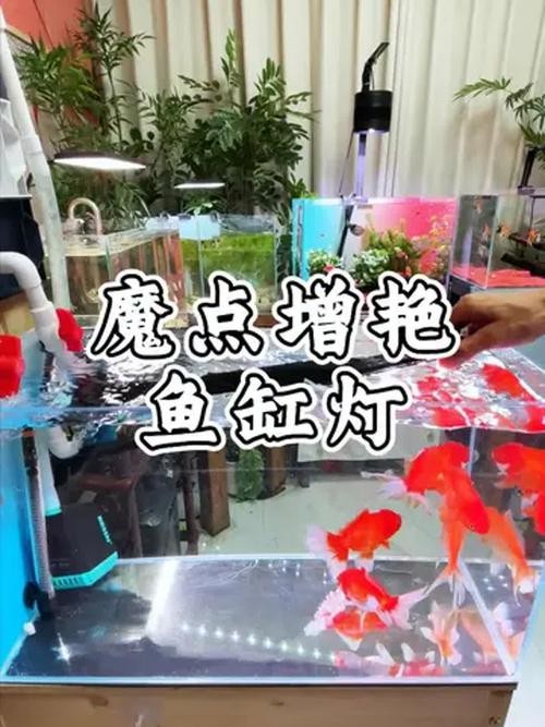 銀龍魚用藍白燈還是三基色燈好呢圖片