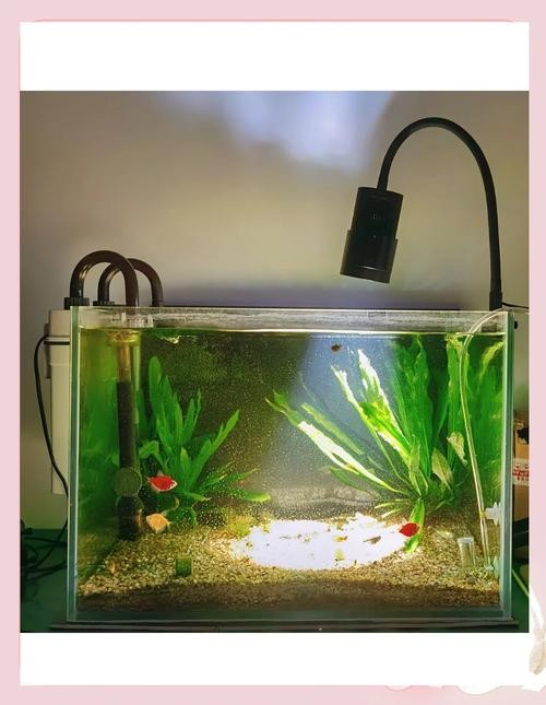 銀龍魚用藍白燈還是三基色燈好呢圖片