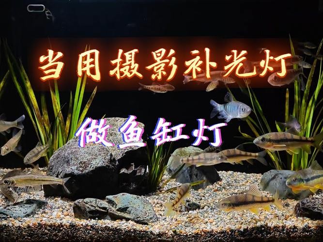 銀龍魚用藍白燈還是三基色燈好呢圖片