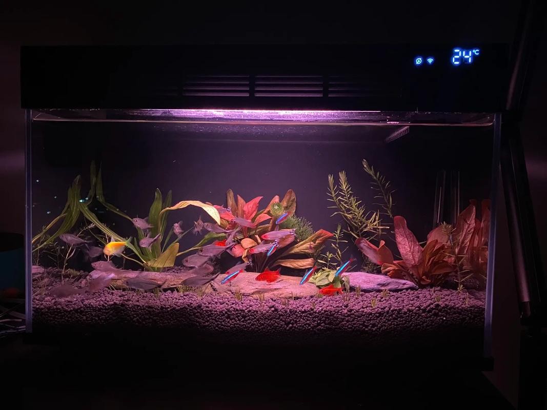 銀龍魚用藍白燈還是三基色燈好呢圖片