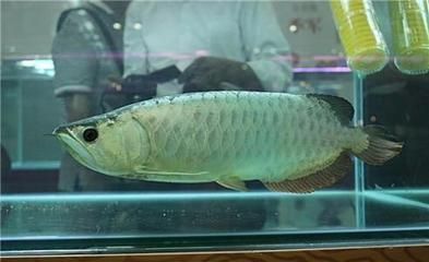 金龍魚貴還是紅龍貴啊（金龍魚和紅龍魚在價格上的區(qū)別）