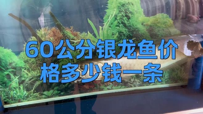 龍魚飾品的價(jià)格差異大嗎
