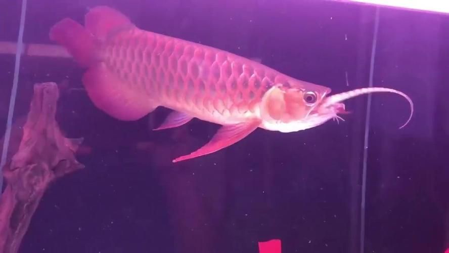 龍魚變色怎么回事視頻大全：龍魚變色是怎么回事