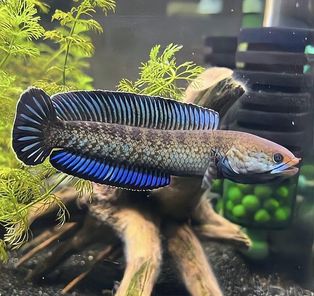 龍魚和雷龍魚哪個好養一點兒 龍魚和雷龍魚哪個好養一點兒 龍魚百科 第1張