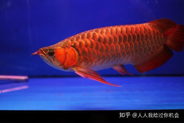 红龙鱼发色期间需要增氧吗？