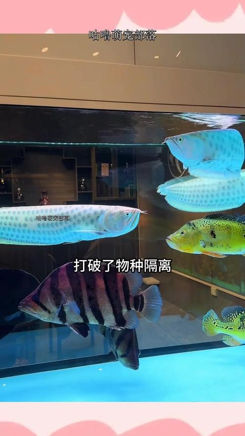銀龍魚混養魚最佳搭配圖片欣賞