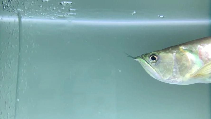 銀龍魚混養魚最佳搭配圖片欣賞