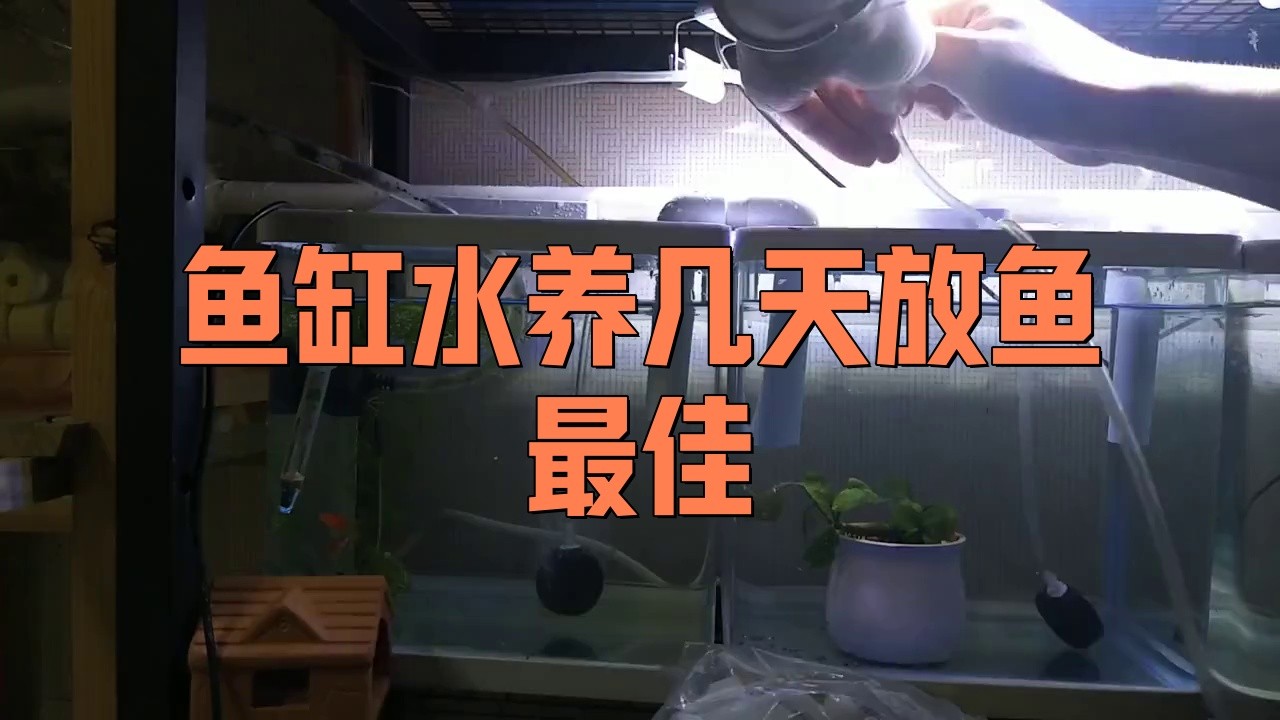 龍魚缸養(yǎng)水多長時間能下魚