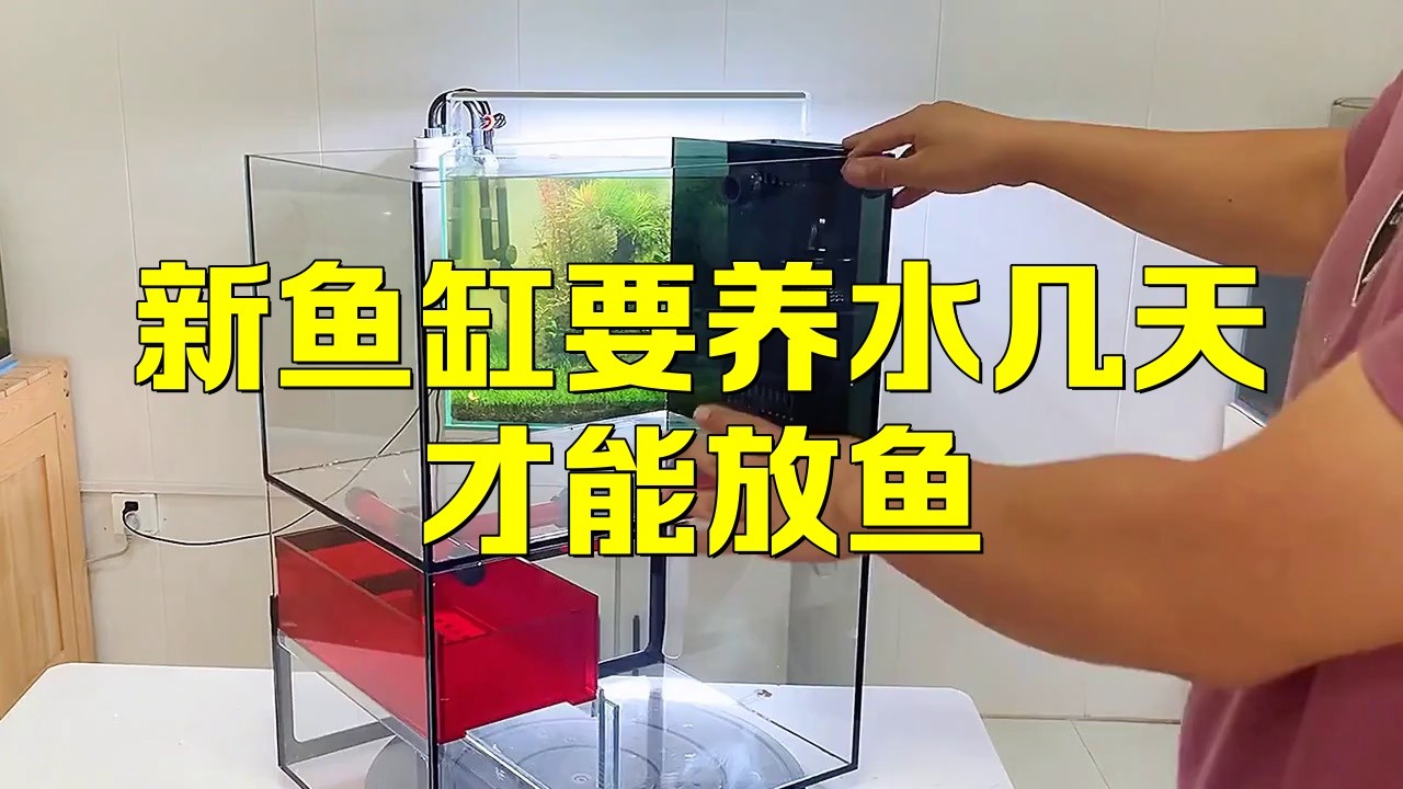 龍魚缸養(yǎng)水多長時間能下魚