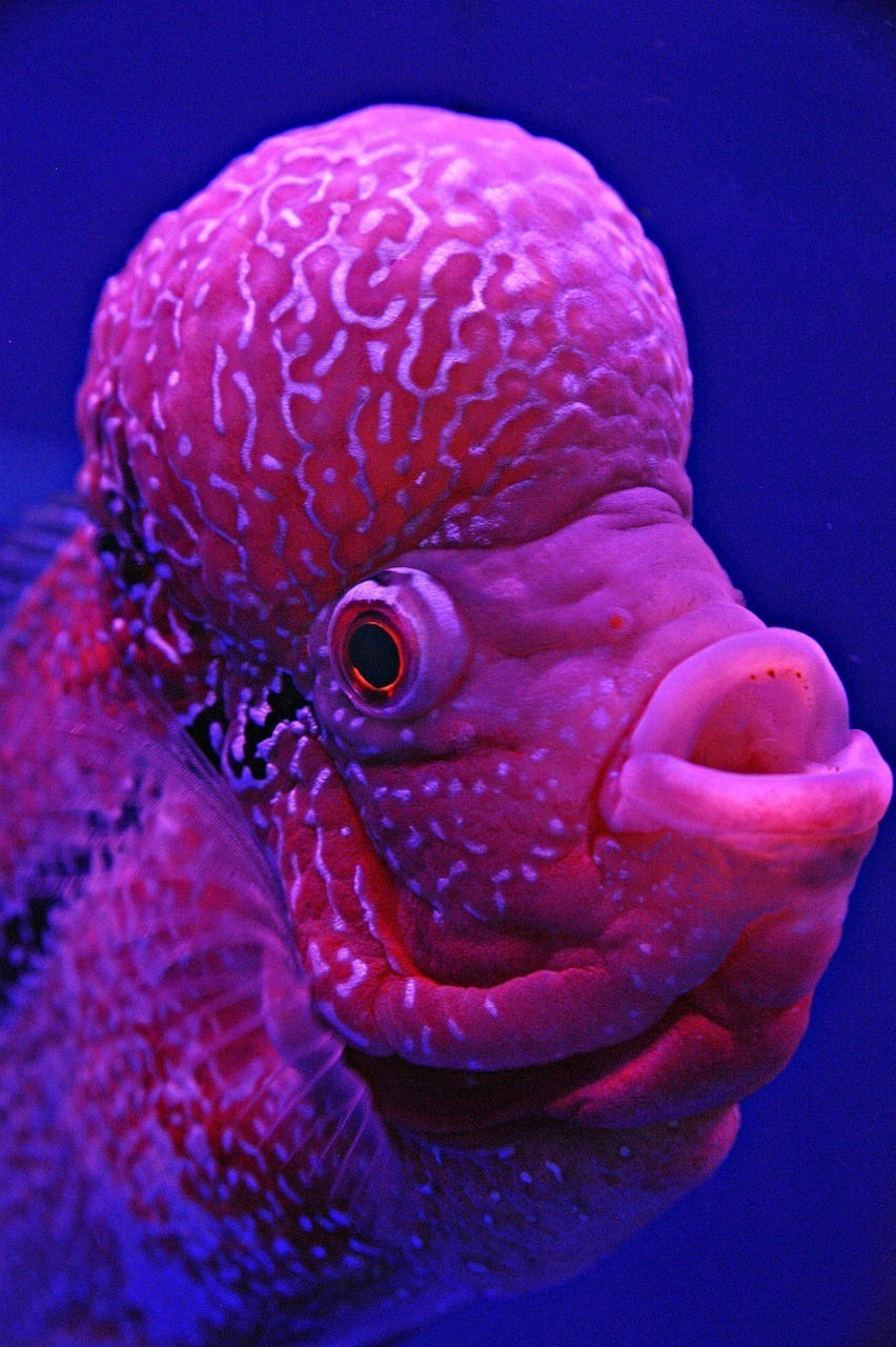 哪里可以購買到六角恐龍魚？