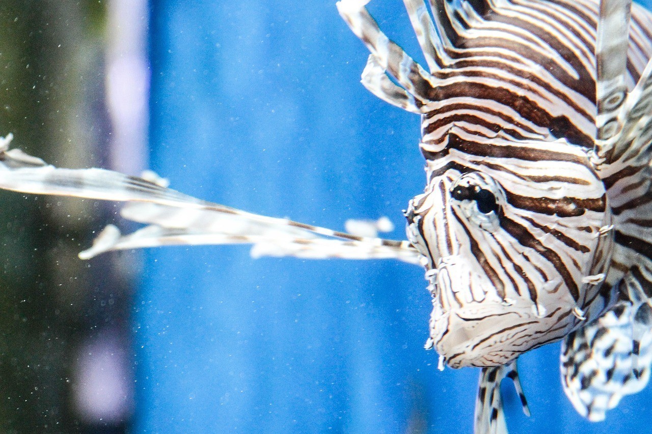 哪里可以購買到六角恐龍魚？