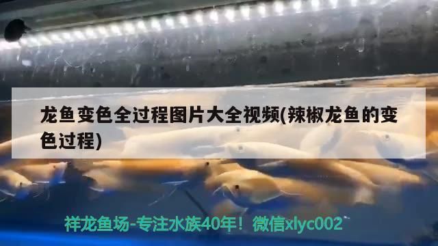 雷龍魚飼料配方大全圖片:雷龍魚飼料營養價值分析雷龍魚飼料營養價值分析 龍魚百科 第5張 雷龍魚飼料配方大全圖片:雷龍魚飼料營養價值分析雷龍魚飼料營養價值分析 雷龍魚飼料配方大全圖片:雷龍魚飼料營養價值分析雷龍魚飼料營養價值分析 龍魚百科 第5張
