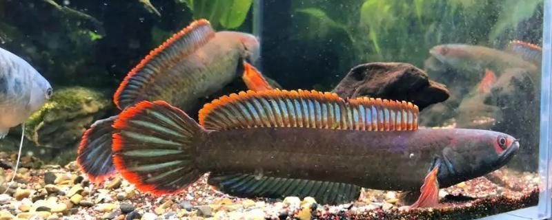 雷龍魚飼料配方大全圖片:雷龍魚飼料營養價值分析雷龍魚飼料營養價值分析 龍魚百科 第3張 雷龍魚飼料配方大全圖片:雷龍魚飼料營養價值分析雷龍魚飼料營養價值分析 雷龍魚飼料配方大全圖片:雷龍魚飼料營養價值分析雷龍魚飼料營養價值分析 龍魚百科 第3張