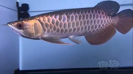 金龍魚古典過背圖：關于金龍魚古典過背的信息和描述