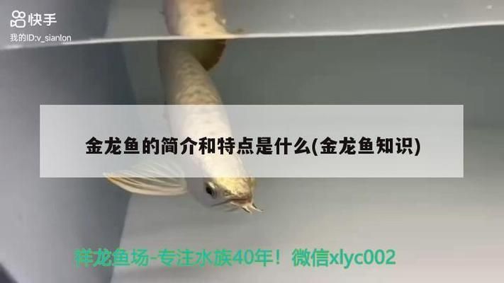 金龍魚的賣點和特點分析（金龍魚的飼養技巧有哪些）