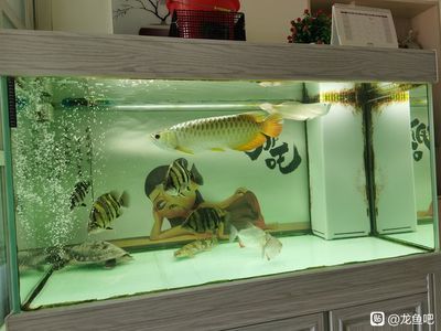 龍魚突眼用大白片后多久換水（使用大白片治療龍魚突眼后換水的時機需要注意以下幾點）