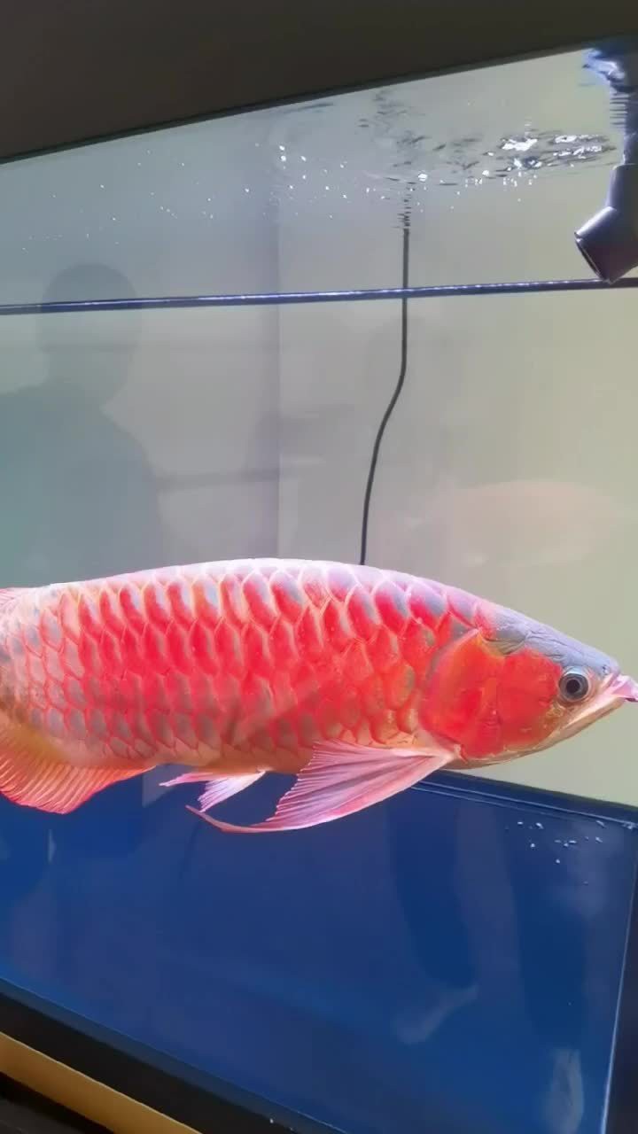 廣州市龍魚三大商家是誰開的店