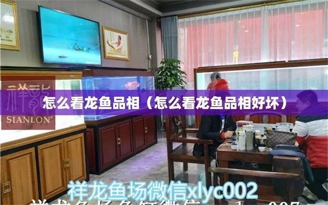 龍魚狀態好的表現：如何判斷龍魚的健康和幸福程度
