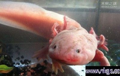龍魚狀態好的表現：如何判斷龍魚的健康和幸福程度