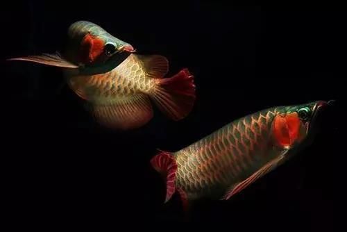 龍魚狀態好的表現：如何判斷龍魚的健康和幸福程度
