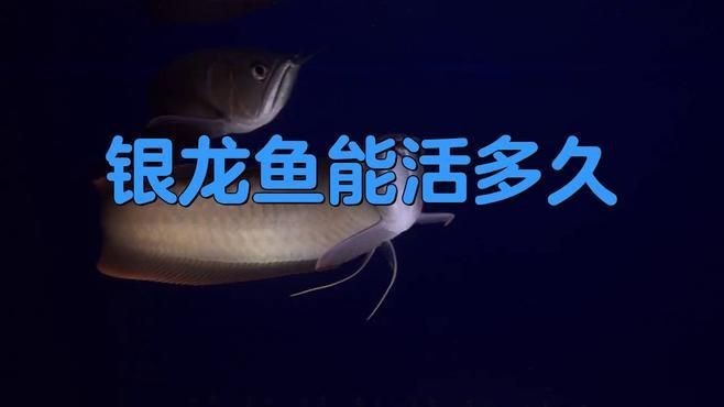 銀龍魚壽命一般有多長？