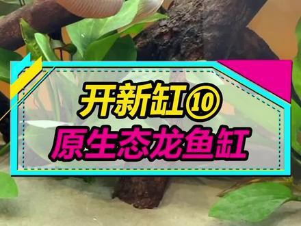 找到金龍魚的圖片和視頻