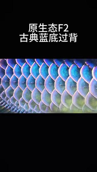 找到金龍魚的圖片和視頻