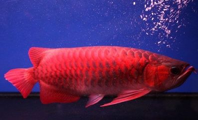 紅龍魚哪里買比較好(紅龍魚價格教你如何選購紅龍魚360問答) 龍魚百科 第7張 紅龍魚哪里買比較好(紅龍魚價格教你如何選購紅龍魚360問答) 紅龍魚哪里買比較好(紅龍魚價格教你如何選購紅龍魚360問答) 龍魚百科 第7張